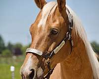 palomino-hind-socks-star-horse