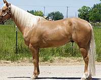 all-around-quarter-horse