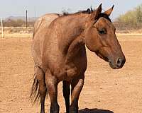 zebra-stripes-on-legs-horse