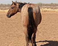 age-quarter-horse