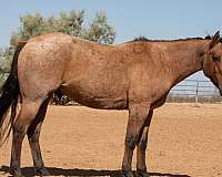 aqha-quarter-horse