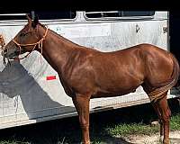 all-around-quarter-horse