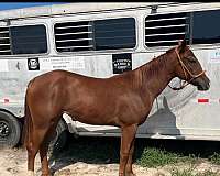 aqha-quarter-horse