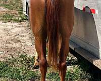 available-quarter-horse