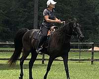 black-none-horse