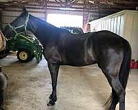 gaited-trail-riding-missouri-fox-trotter-horse