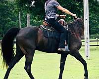 black-missouri-fox-trotter-gelding