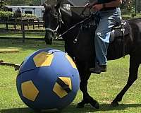 black-gaited-trail-riding-horse