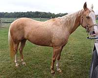 palomino-mule-gelding