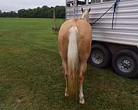 palomino-all-around-horse