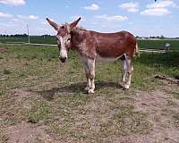 palomino-ranch-horse