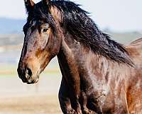 distinctive-friesian-horse