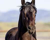 performer-friesian-horse