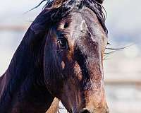 promising-friesian-horse