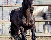 baroque-horse-friesian