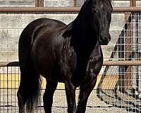 champion-clydesdale-friesian-horse