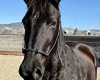 distinctive-friesian-horse