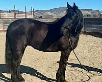 performer-friesian-horse