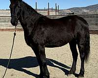 promising-friesian-horse