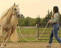 ranch-quarter-horse