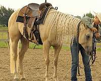 ranch-versatility-quarter-horse