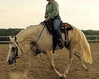 ranch-work-quarter-horse