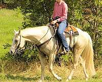 reined-cow-quarter-horse