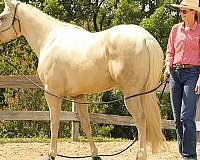 reining-quarter-horse