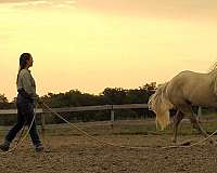 roping-quarter-horse