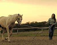 western-dressage-quarter-horse