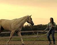 working-cow-quarter-horse