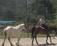 tobiano-drum-colt-foal