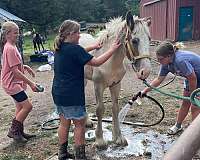 tobiano-colt-foal-for-sale