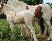 tobiano-colt-foal