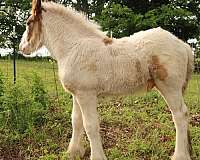 drum-colt-foal