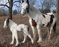 mostly-white-horse