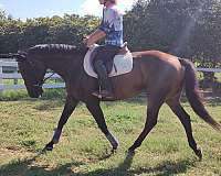 thoroughbred-gelding