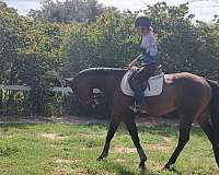 thoroughbred-horse-for-sale