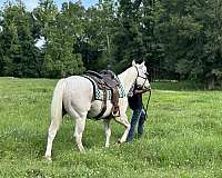 athletic-quarter-horse