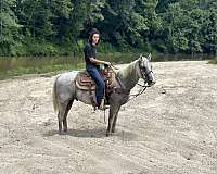 available-quarter-horse