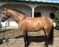 located-in-portugal-lusitano-horse
