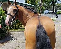 aiken-lusitano-horse