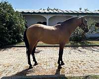 athlete-lusitano-horse