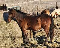 dun-red-dun-friesian-paint-horses-for-sale