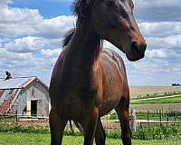 dun-red-dun-friesian-paint-horses-for-sale