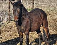 apollo-friesian-horse