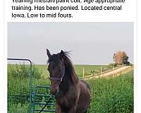 forever-family-friesian-horse