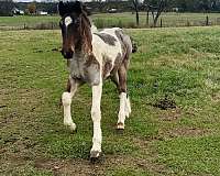 bay-roan-pinto-star-horse