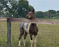 eligible-gypsy-vanner-horse