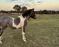 feathering-gypsy-vanner-horse